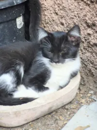 Gato ra a SRD-ViraLata idade 2 a 6 meses nome MENINA