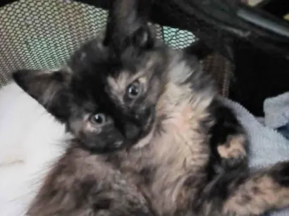 Gato raça SRD-ViraLata idade 2 a 6 meses nome VELVET FÊMEA