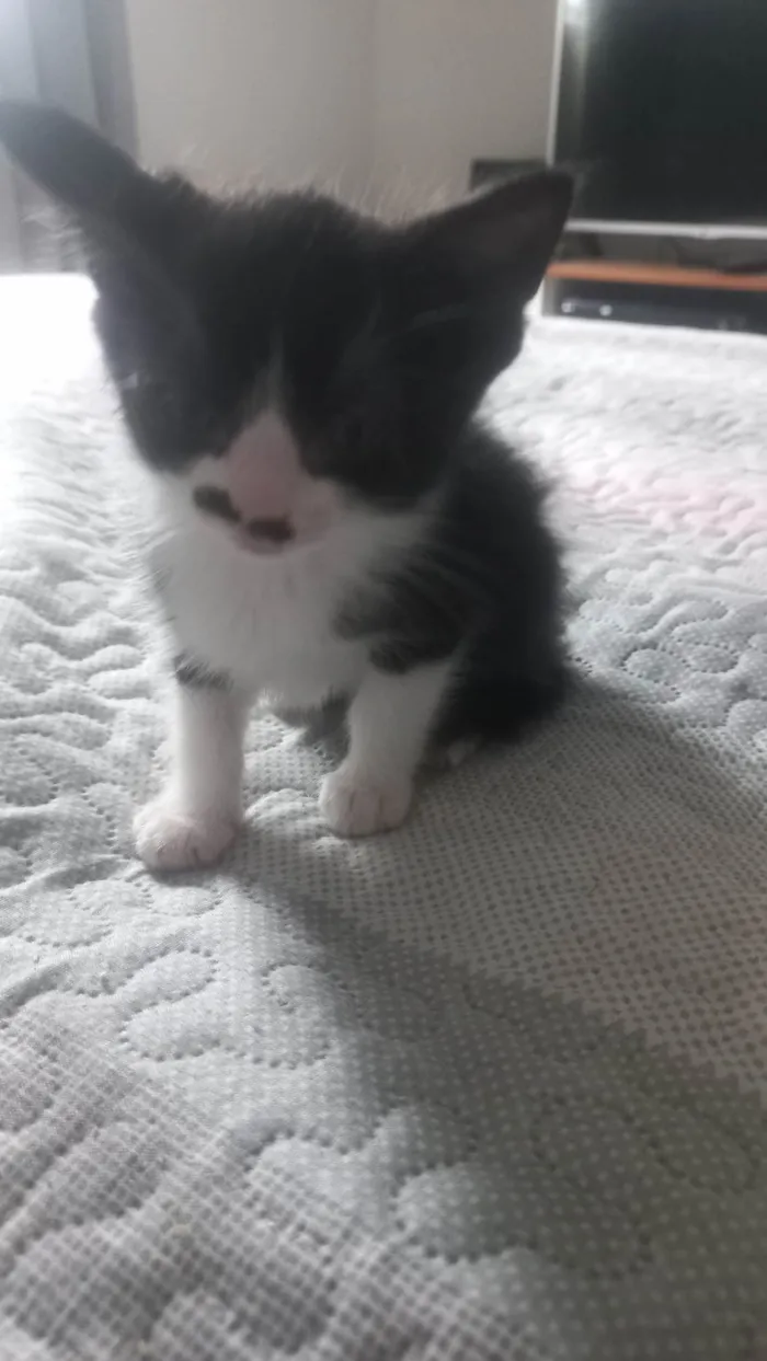 Gato ra a SRD-ViraLata idade Abaixo de 2 meses nome Gatinha de bigode