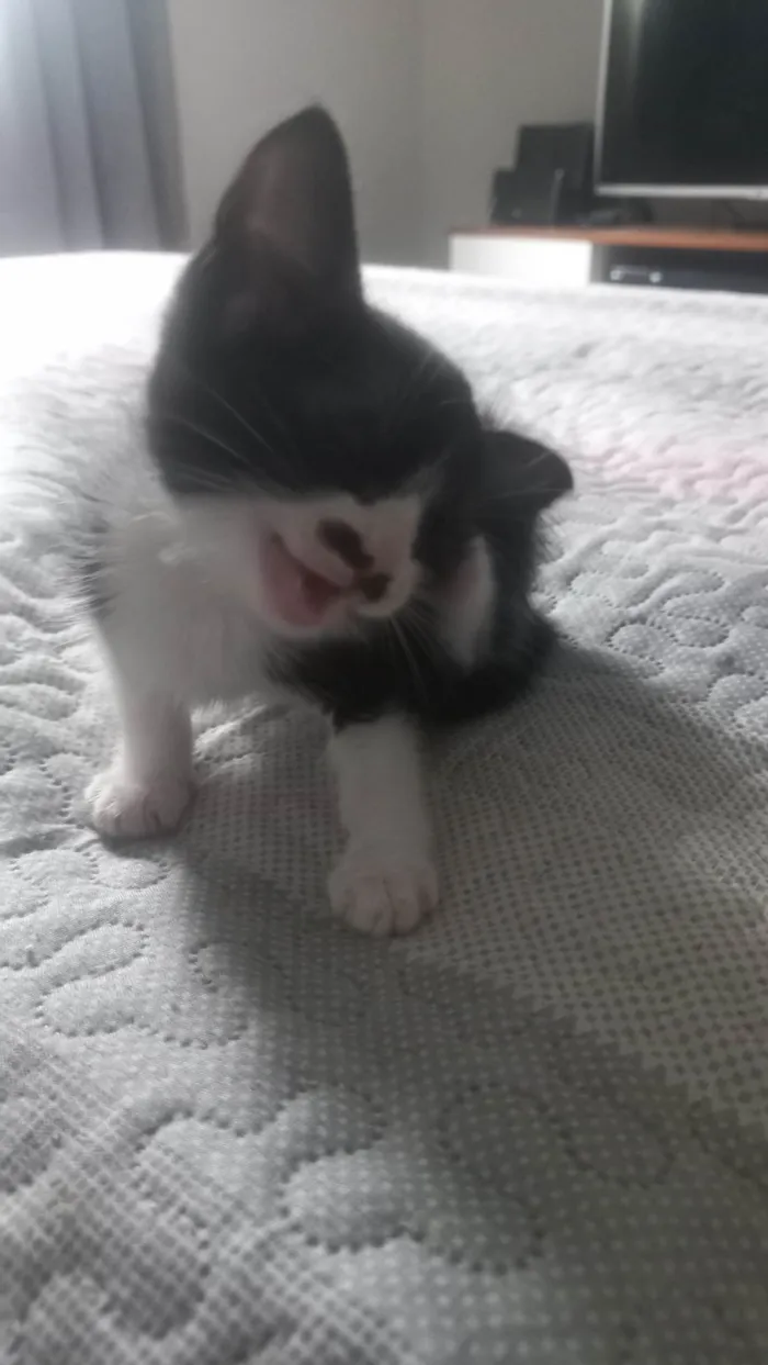 Gato ra a SRD-ViraLata idade Abaixo de 2 meses nome Gatinha de bigode