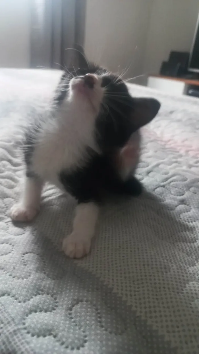 Gato ra a SRD-ViraLata idade Abaixo de 2 meses nome Gatinha de bigode