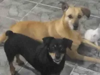 Cachorro ra a SRD-ViraLata idade 3 anos nome Procurar Pepa 