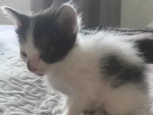 Gato raça SRD-ViraLata idade Abaixo de 2 meses nome Mulet baby