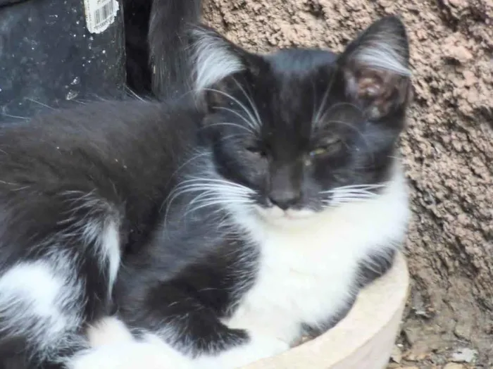 Gato ra a SRD-ViraLata idade 2 a 6 meses nome MENINA