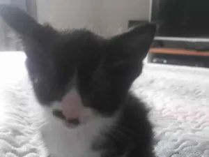 Gato raça SRD-ViraLata idade Abaixo de 2 meses nome Gatinha de bigode
