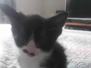 Gato raça SRD-ViraLata idade Abaixo de 2 meses nome Gatinha de bigode