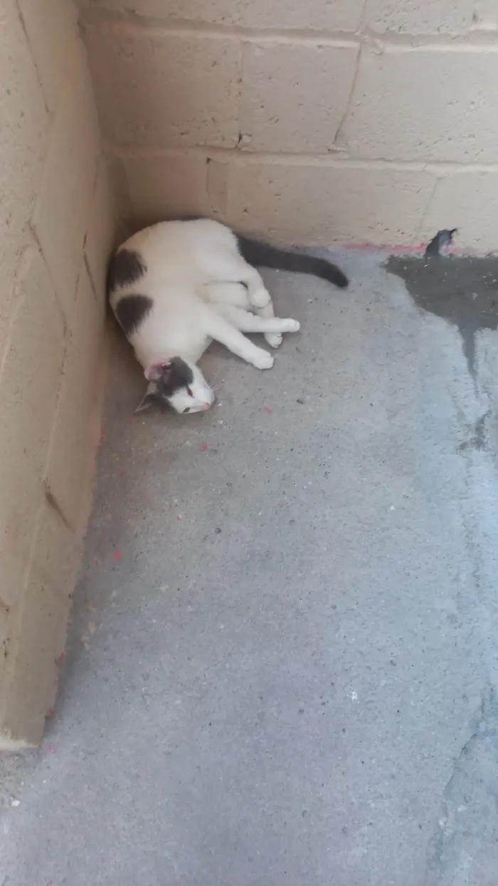 Gato ra a SRD-ViraLata idade 1 ano nome Cinza 