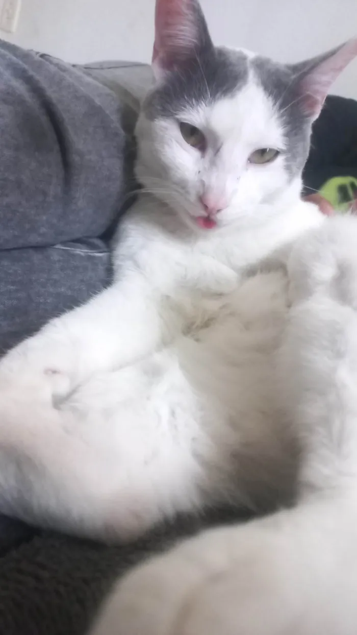 Gato ra a SRD-ViraLata idade 1 ano nome Cinza 