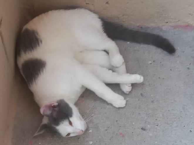 Gato ra a SRD-ViraLata idade 1 ano nome Cinza 