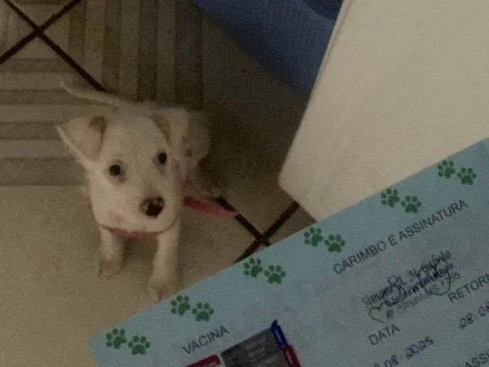 Cachorro ra a SRD-ViraLata idade Abaixo de 2 meses nome Pandora 