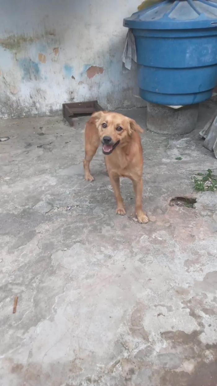 Cachorro ra a SRD-ViraLata idade 7 a 11 meses nome Espak
