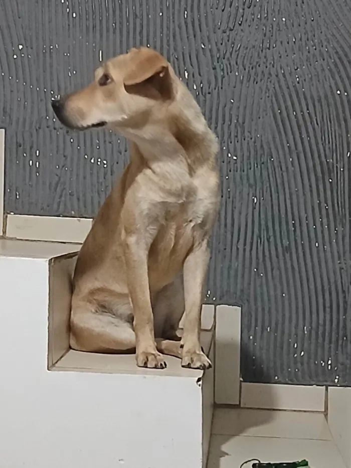 Cachorro ra a SRD-ViraLata idade 7 a 11 meses nome Dala