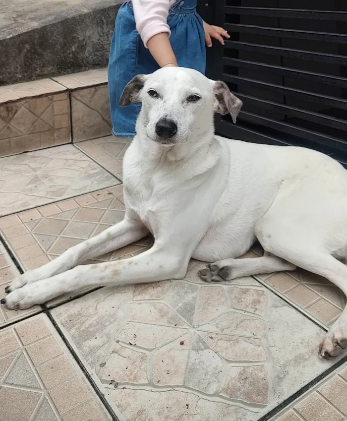 Cachorro ra a SRD-ViraLata idade 2 anos nome Fiel