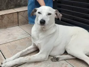 Cachorro ra a SRD-ViraLata idade 2 anos nome Fiel
