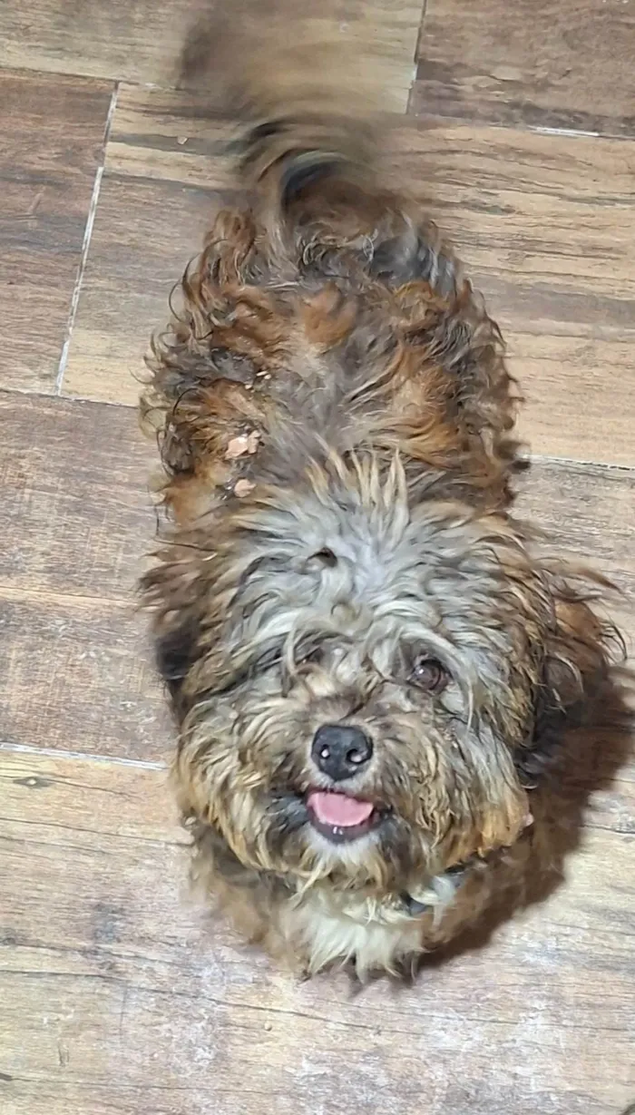 Cachorro ra a SRD-ViraLata idade 7 a 11 meses nome "MOANA"