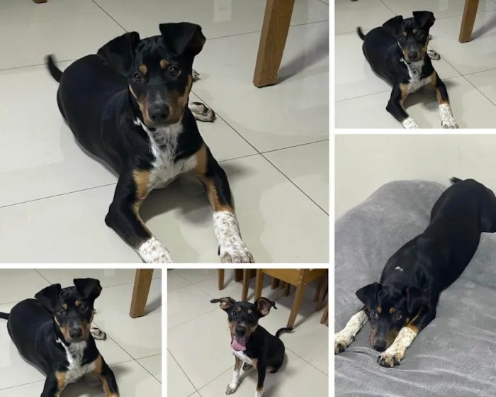 Cachorro ra a SRD-ViraLata idade 2 a 6 meses nome BELA