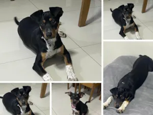 Cachorro raça SRD-ViraLata idade 2 a 6 meses nome BELA