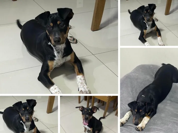 Cachorro ra a SRD-ViraLata idade 2 a 6 meses nome BELA