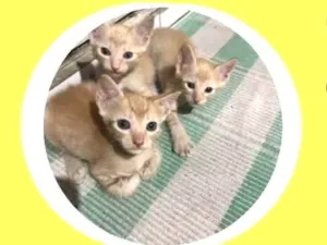 Gato raça Persa idade 2 a 6 meses nome Caramelo 
