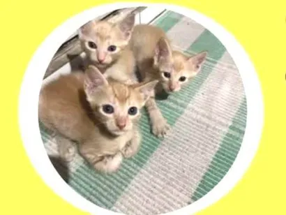 Gato raça Persa idade 2 a 6 meses nome Caramelo 