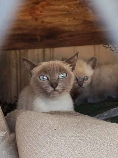 Gato ra a Siamês idade 7 a 11 meses nome NINA
