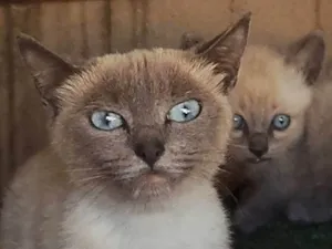 Gato raça Siamês idade 7 a 11 meses nome NINA