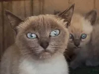 Gato ra a Siamês idade 7 a 11 meses nome NINA