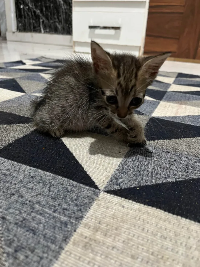 Gato ra a SRD-ViraLata idade Abaixo de 2 meses nome Gatinhos filhotes 