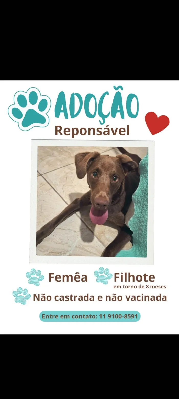 Cachorro ra a SRD-ViraLata idade 7 a 11 meses nome Terra