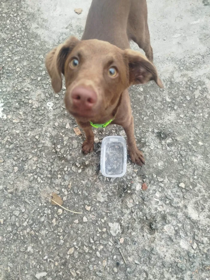 Cachorro ra a SRD-ViraLata idade 7 a 11 meses nome Terra