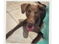 Cachorro raça SRD-ViraLata idade 7 a 11 meses nome Terra