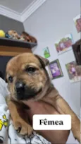 Cachorro ra a SRD-ViraLata idade Abaixo de 2 meses nome Sem nome 