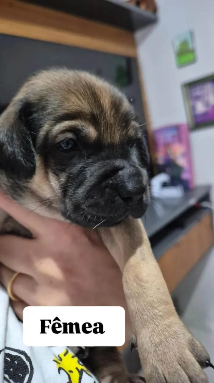 Cachorro ra a SRD-ViraLata idade Abaixo de 2 meses nome Sem nome