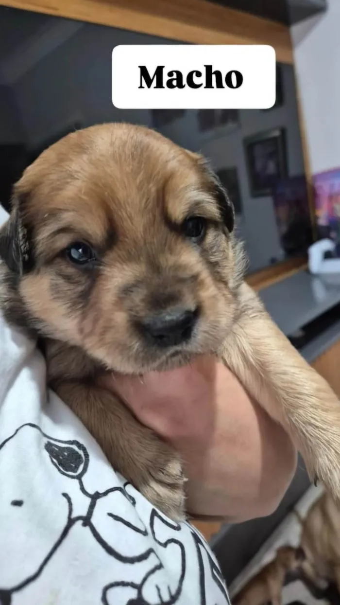 Cachorro ra a SRD-ViraLata idade Abaixo de 2 meses nome Sem nome