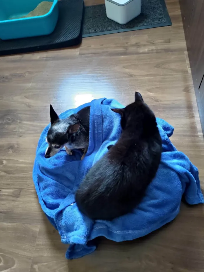 Gato ra a SRD-ViraLata idade 4 anos nome PRETINHO