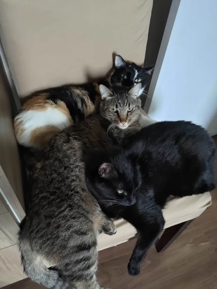 Gato ra a SRD-ViraLata idade 4 anos nome PRETINHO