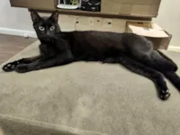 Gato raça SRD-ViraLata idade 4 anos nome PRETINHO