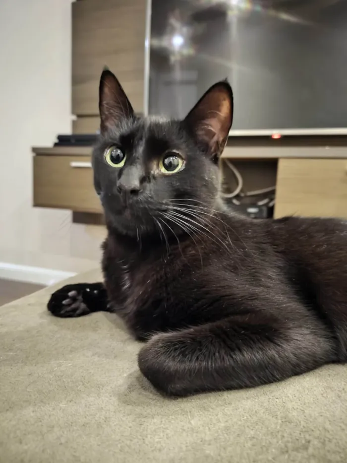 Gato ra a SRD-ViraLata idade 4 anos nome PRETINHO