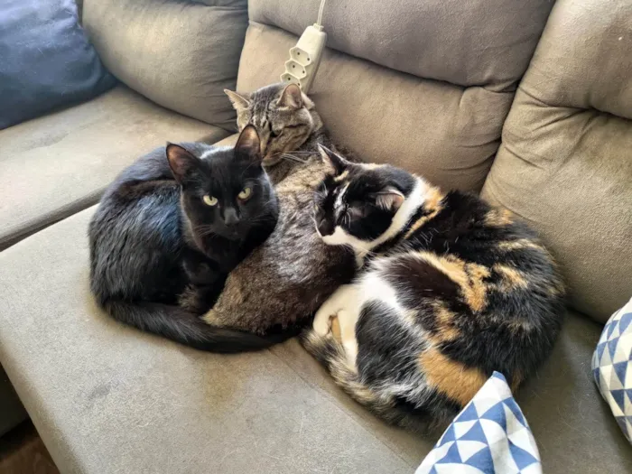 Gato ra a SRD-ViraLata idade 4 anos nome PRETINHO