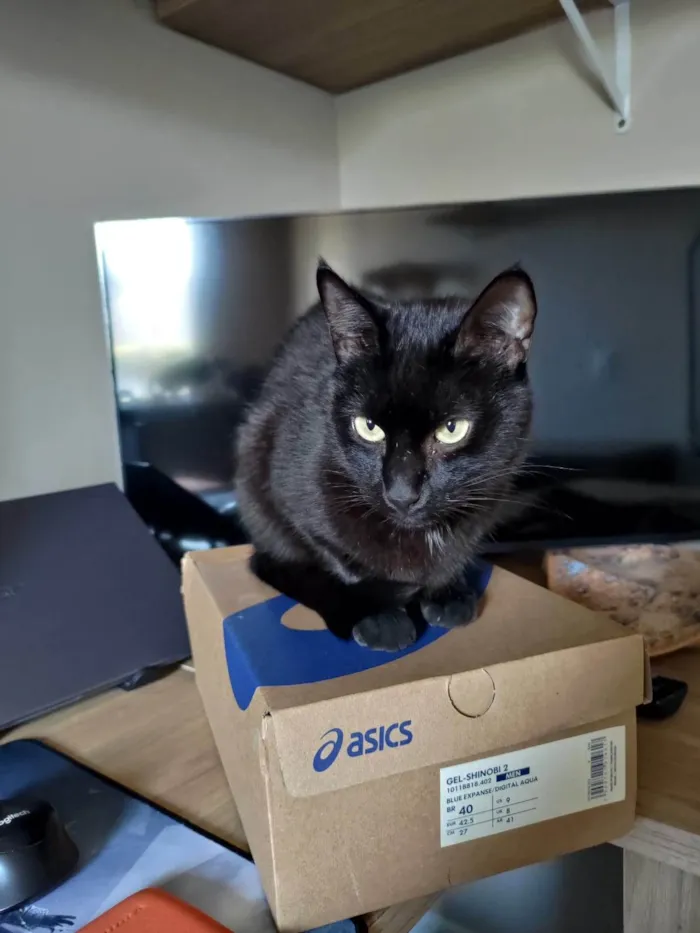 Gato ra a SRD-ViraLata idade 4 anos nome PRETINHO