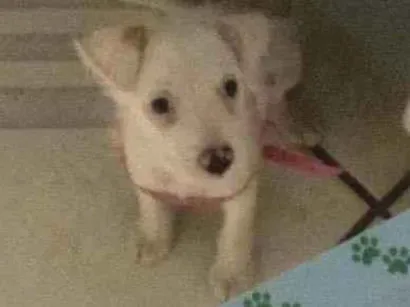 Cachorro raça SRD-ViraLata idade Abaixo de 2 meses nome Pandora 