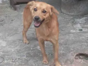 Cachorro ra a SRD-ViraLata idade 7 a 11 meses nome Espak