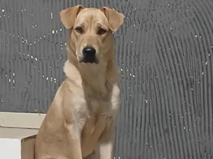 Cachorro raça SRD-ViraLata idade 7 a 11 meses nome Dala