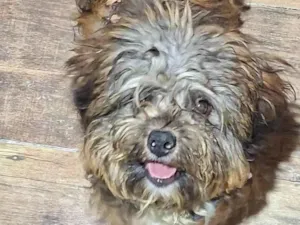 Cachorro raça SRD-ViraLata idade 7 a 11 meses nome "MOANA"