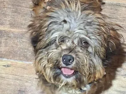 Cachorro raça SRD-ViraLata idade 7 a 11 meses nome "MOANA"