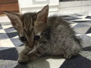 Gato raça SRD-ViraLata idade Abaixo de 2 meses nome Gatinhos filhotes 