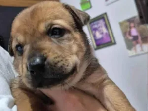 Cachorro raça SRD-ViraLata idade Abaixo de 2 meses nome Sem nome 