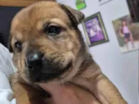 Cachorro raça SRD-ViraLata idade Abaixo de 2 meses nome Sem nome 