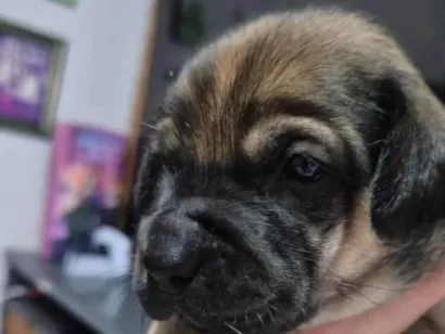 Cachorro raça SRD-ViraLata idade Abaixo de 2 meses nome Sem nome