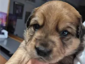 Cachorro ra a SRD-ViraLata idade Abaixo de 2 meses nome Sem nome